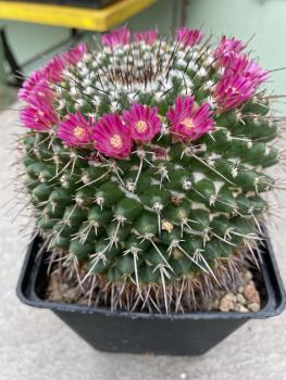 Mammillaria sartorii